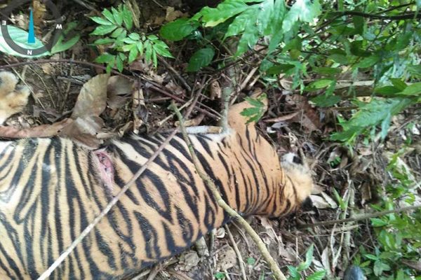 Racuni Harimau Terduga Pemangsa 4 Kambingnya, Peternak Aceh Disidang