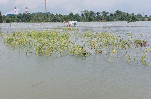 Akibat Curah Hujan Tinggi, Banyak Tanaman Padi Unggul di Kurau, Tanahlaut yang Rusak